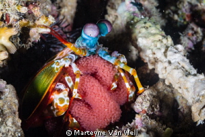 Mantis Shrimp with eggs at Arthur's Rock, Anilao, Philipp... by Marteyne Van Well 